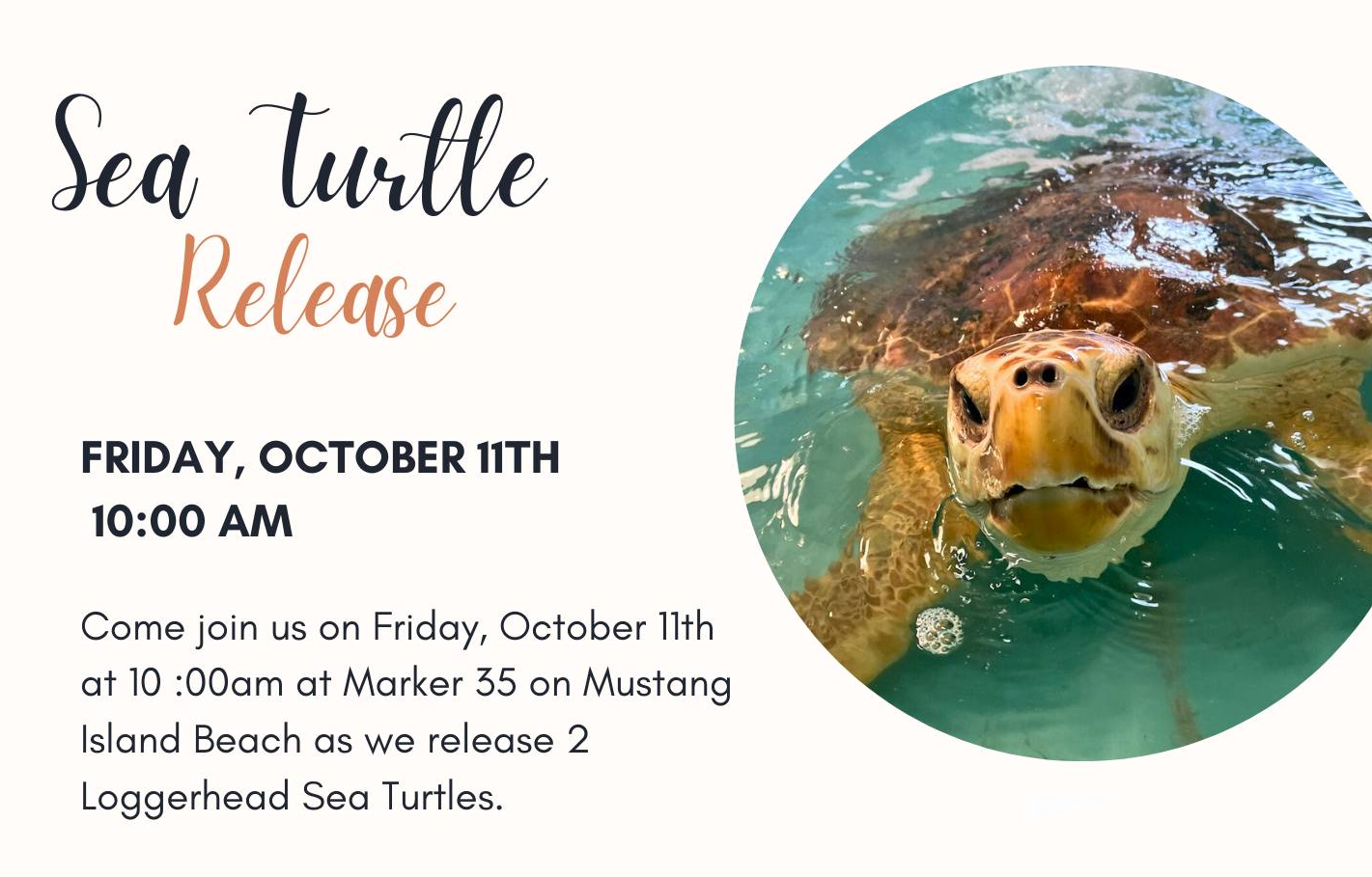 Sea turtle Release