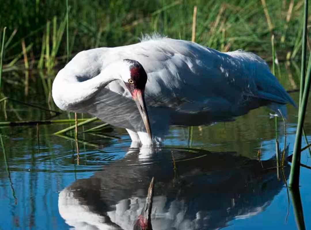 Whooping Crane standing in water, looking at the water for food